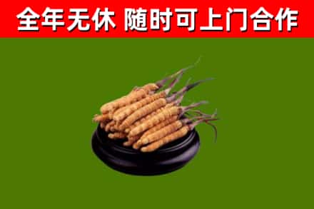 大同回收冬虫夏草