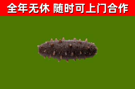 大同回收海参干